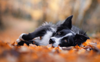 Dog forest leaves autumn blurry - the ground and a tree in the background free wallpaper