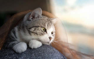 Cat chair blurry background soft - soft free wallpaper