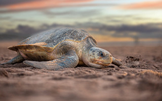 Turtle sand beach sunset cloudy - a turtle free wallpaper