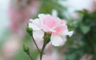 Pink rose garden bokeh macro 6 - a pink rose free wallpaper