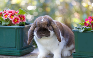Rabbit potted flowers bokeh beatrix - beatrix potter free wallpaper