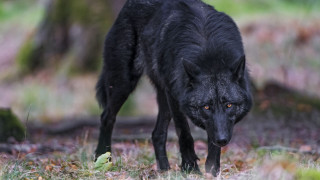 Black wolf forest leaves sharp - a blurry background of trees and grass free wallpaper