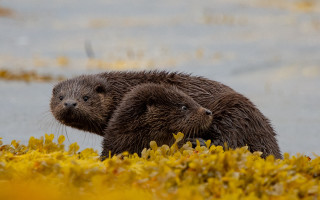 Wet otters in grass looking - looking free wallpaper