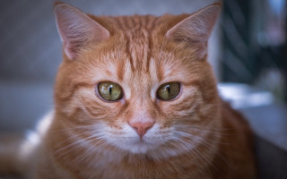 Cat green eyes portrait shallow - a close up of a cat free wallpaper
