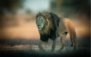 Lion field wildlife blurry naturalism - a blurry background free wallpaper for desktop