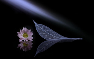 Single flower leaf black surface - arthur pan free wallpaper