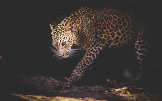 Leopard forest night walking eyes - leaf and grass free wallpaper