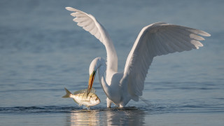 Seagull fish wings water beach - its mouth free wallpaper