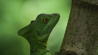 Green lizard climbing tree fruit - the tree branch free wallpaper