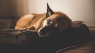 Dog pillow bed room light - a pillow free wallpaper