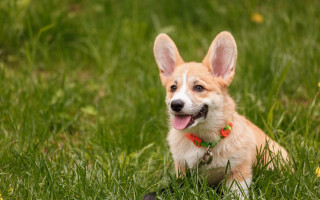 Dog grass toy blurry nature - its mouth free wallpaper