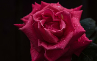Pink rose water droplets macro 17 - a pink rose free wallpaper