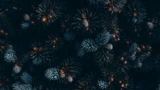 Pine cones microscopic art christmas - generative art free wallpaper