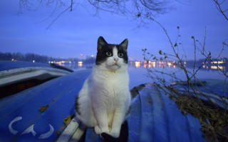 Black white cat blue boat - a blue boat free wallpaper