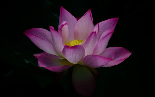 Pink flower yellow center water - ella guru free wallpaper