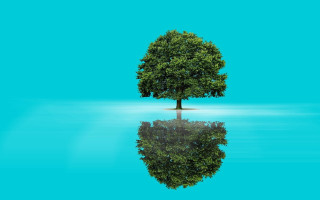 Tree reflection beach ecological art - its reflection free wallpaper