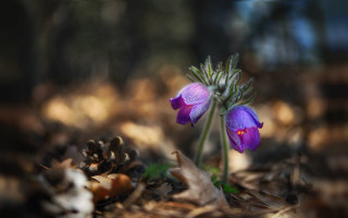Purple flower woods pine cones - pine free wallpaper