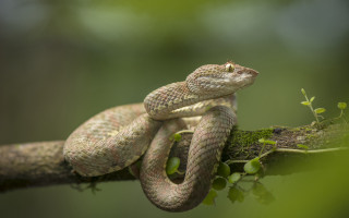 Snake branch leaves cobra illustration - the branch free wallpaper