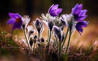 Purple flower field macro bokeh - grass free wallpaper for desktop