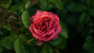 Red rose water droplets macro 67 - a red rose free wallpaper for desktop