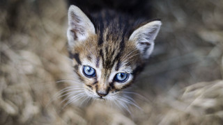 Small kitten blue eyes blurry 2 - a small kitten free wallpaper