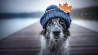 Dog hat leaf dock photorealistic - a leaf free wallpaper