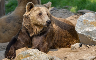 Brown bear rocks grass sunny - free animals wallpaper