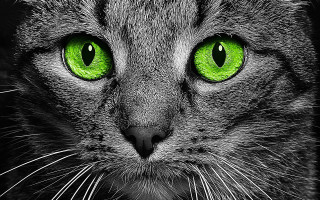 Cat green eyes black background 3 - a black border free wallpaper
