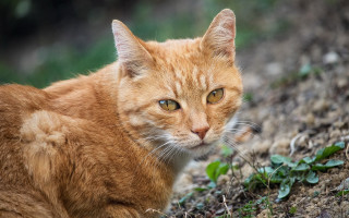 Cat sad orange blurry focus - neoplasticism free wallpaper