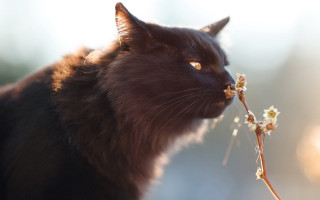 Cat flower macro moss aesthetic - the background of the photo free wallpaper