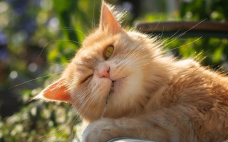Cat sun chair closed eyes - glamor pose free wallpaper