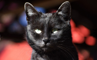 Black cat green eyes vanitas 2 - a black cat free wallpaper