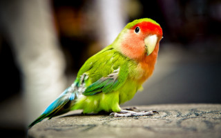 Green red bird rock tree - chica macnab free wallpaper