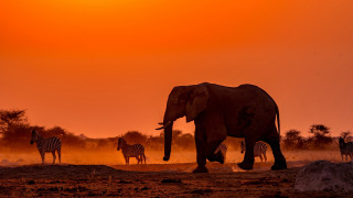 Zebras elephant sunset wildlife autumn - sunset free wallpaper