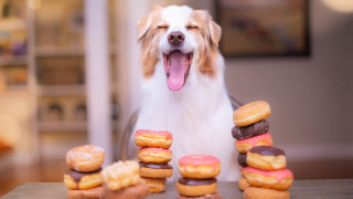Dog doughnuts happy furry food - professional food photography free wallpaper
