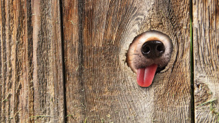 Dog fence tongue surrealism digital - a wooden fence behind free wallpaper