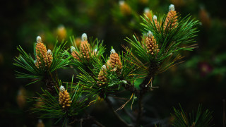 Pine cones closeup bokeh nature - a close up of a pine tree free wallpaper