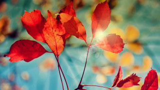Branch leaves blue background autumn - a macro photograph free wallpaper