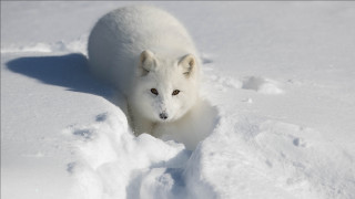 White animal snowfield furry puzzle - an gyeon free wallpaper for desktop