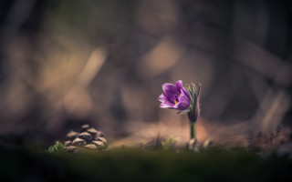 Purple flower woods macro art - a blurry background of trees and grass free wallpaper