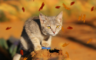 Cat rock blue mouthed leaves - a blue object free wallpaper