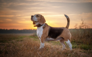 Dog sunset field clouds heroic - heroic free wallpaper
