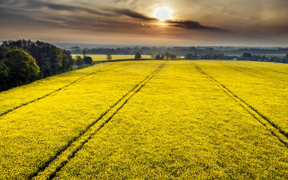 Yellow flowers cloudy sky tracks - yellow flower free wallpaper