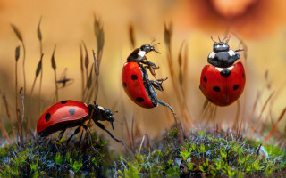 Ladybugs moss ground plant macro - top of a moss free wallpaper