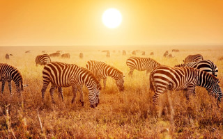 Zebras grazing sunset horizon nature - the horizon free wallpaper