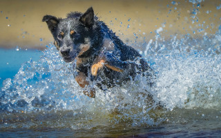 Dog running water splash starry - a splash of water free wallpaper