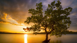 Tree water sunset clouds backlighting - the sun setting behind free wallpaper