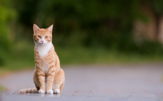Cat staring outdoor blurry background - a blurry background of trees and grass free wallpaper