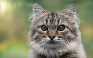 Sad cat blurry background symmetrical - symmetrical free wallpaper