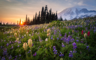 Sunset wildflowers mountain forest field - the sun setting free wallpaper